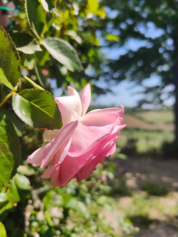 Monfrà - Ospitalità Rurale, Vigneti e Cantina Vignale Esterno foto
