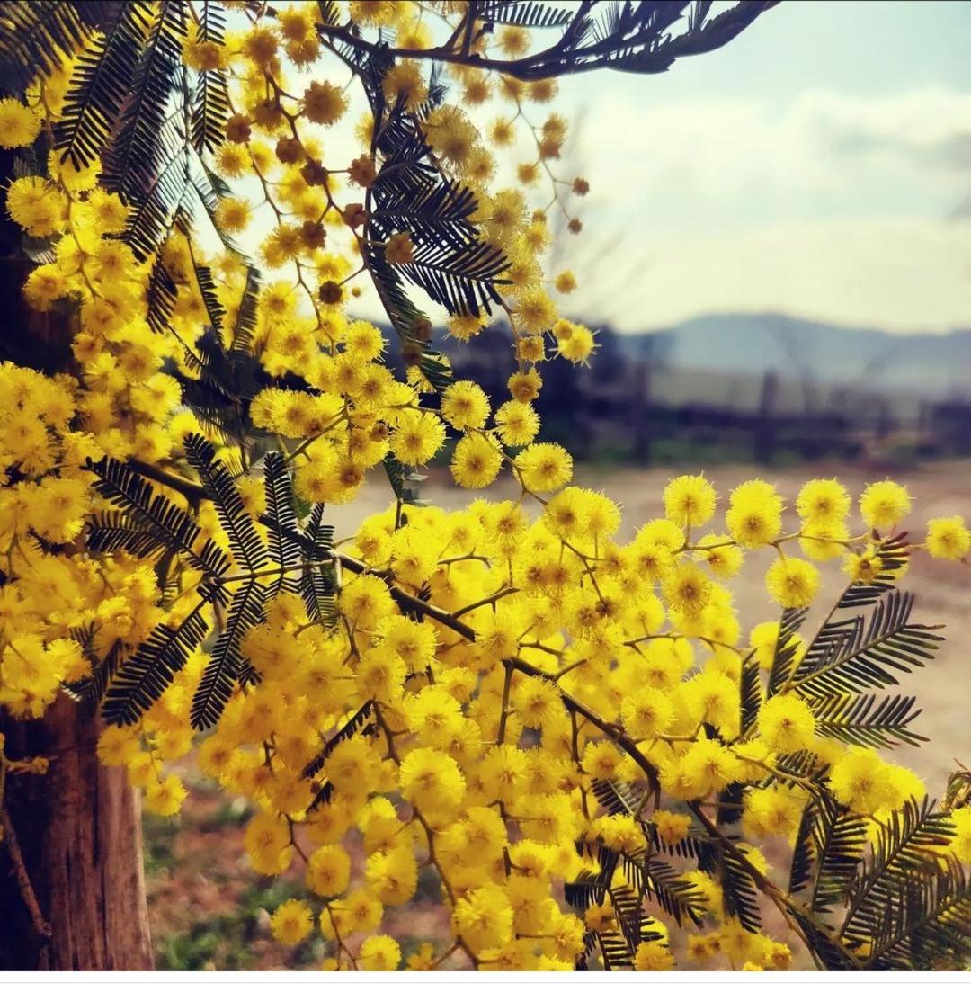 Monfrà - Ospitalità Rurale, Vigneti e Cantina Vignale Esterno foto